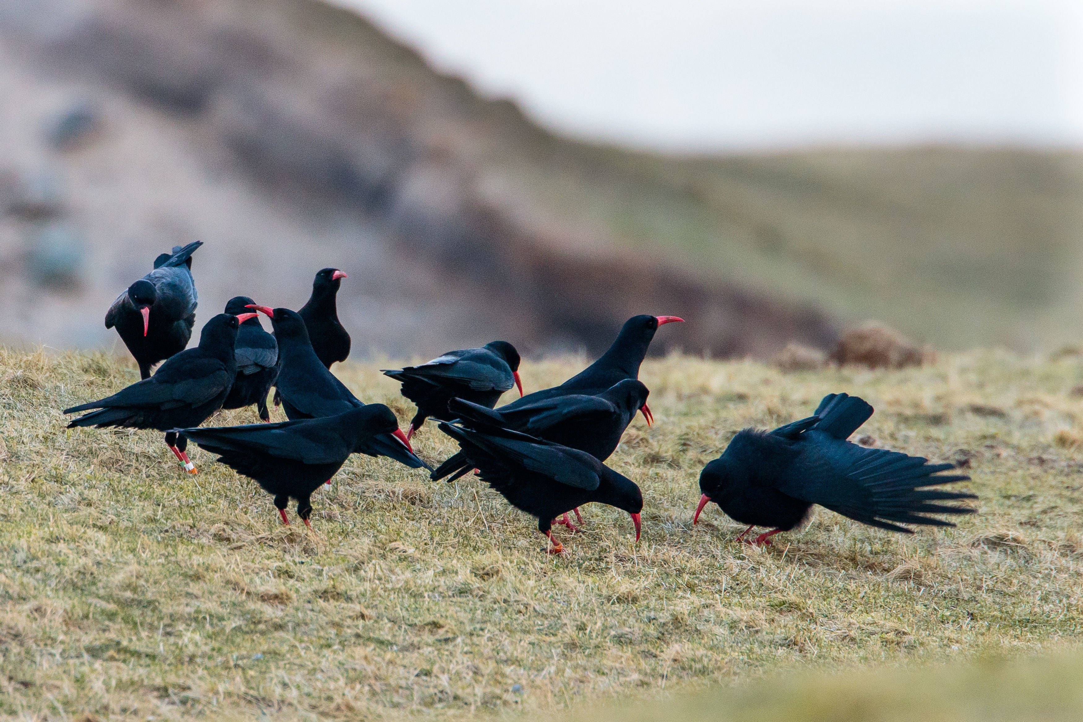 red-billed-chough-rare-bird-returning-to-kent-after-200-years-of